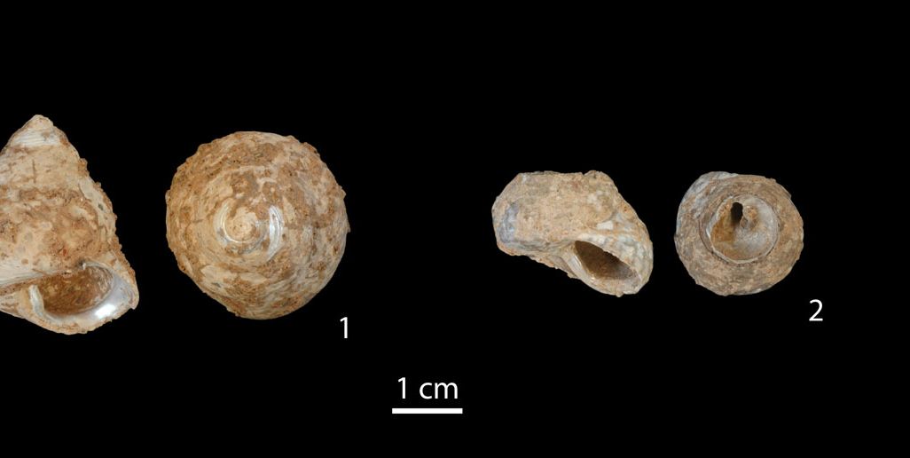 shells