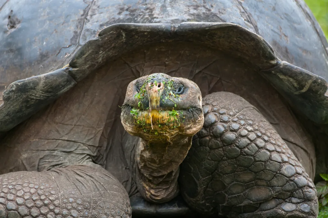 tortoise