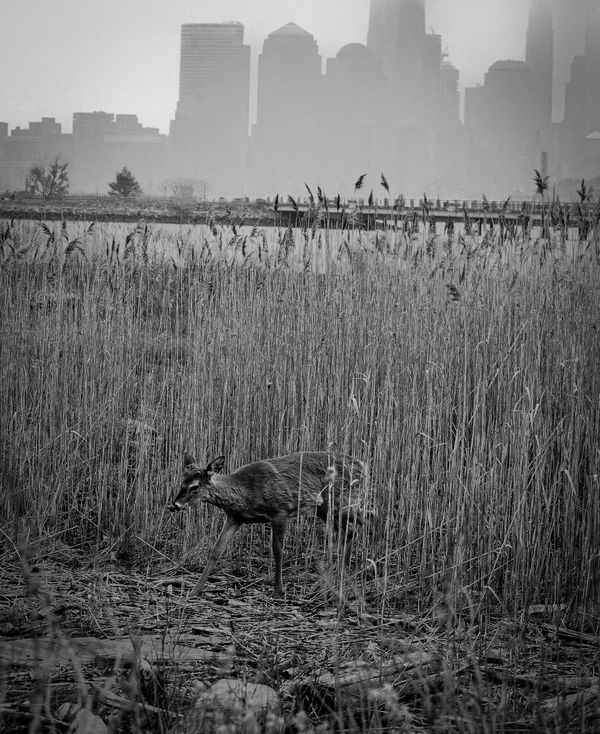 The Deer and the City thumbnail