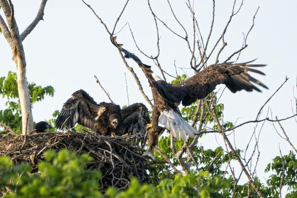 An Eaglet Gets Excited as Dinner Arrives thumbnail