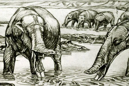 Shovel-tusked elephants like&nbsp;Amebelodon&nbsp;were discovered nearly a century ago, and paleontologists have learned more about their anatomy and behavior with time. This 1932 illustration was later found to be inaccurate, as&nbsp;Amebelodon&nbsp;actually had a longer and narrower trunk.