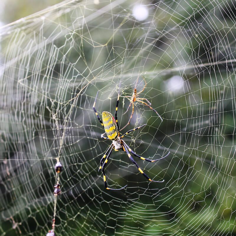 Spiders and Their Webs - Nature Alberta