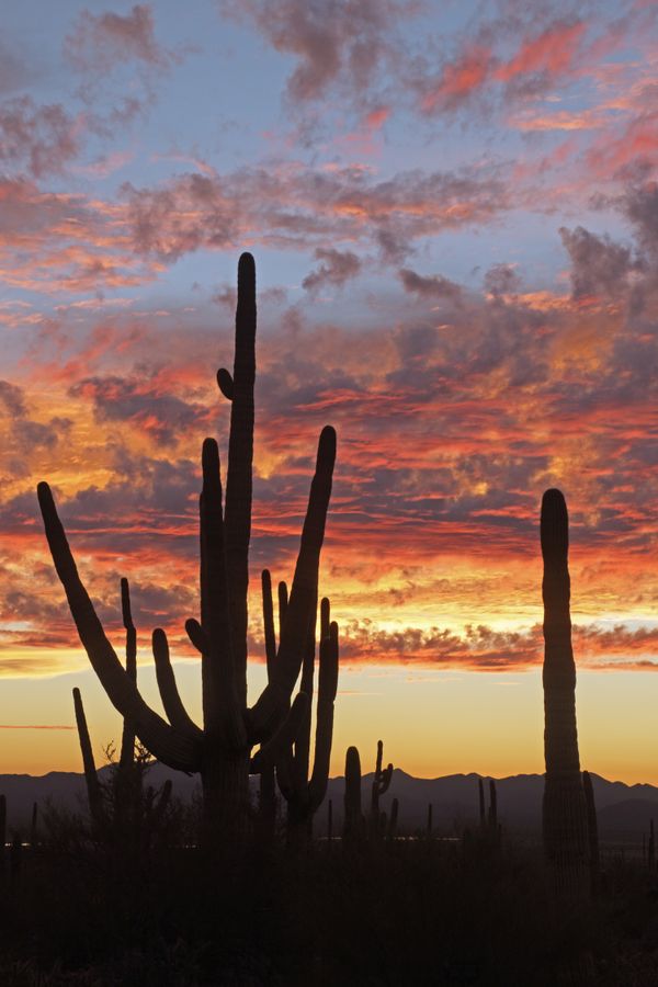 Cactus sunset, Arizona thumbnail