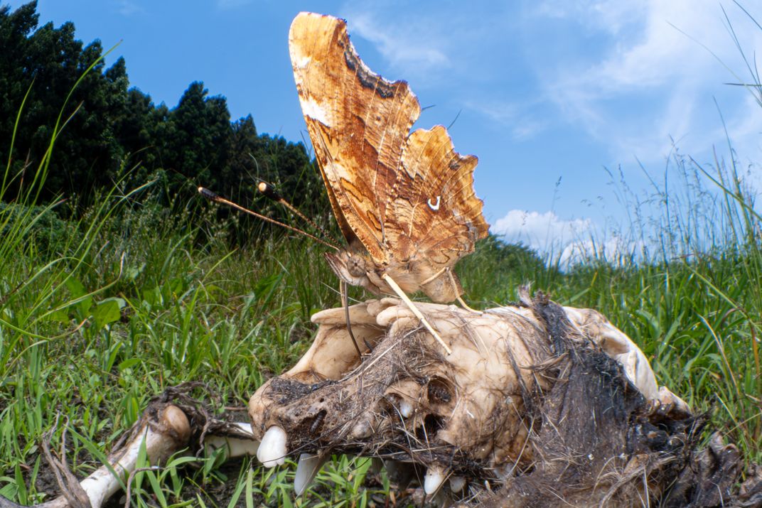 Absorption | Smithsonian Photo Contest | Smithsonian Magazine