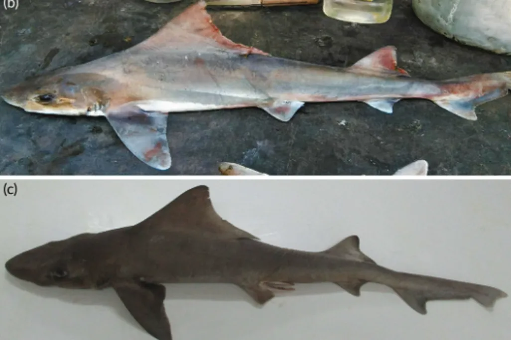 Two sharks