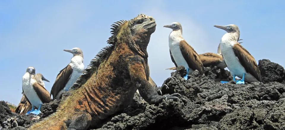  Iguana and Blue-footed Boobies 