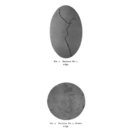 20120308114026baccillus-1896t.jpg