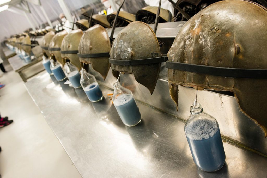 Horseshoe crab blood drain