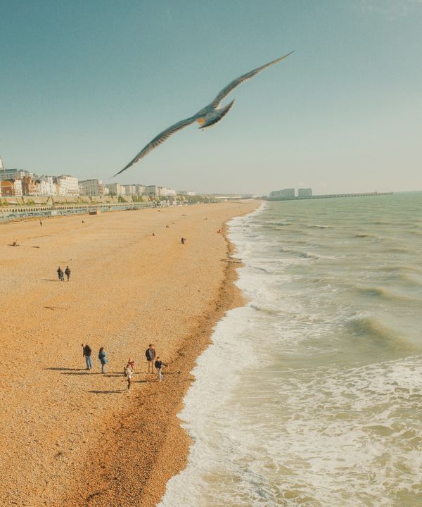 Soaring above the waves and pebbles thumbnail