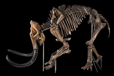 A tan woolly mammoth skeleton facing left bends its front legs and tilts its tusks towards the bottom of the frame.