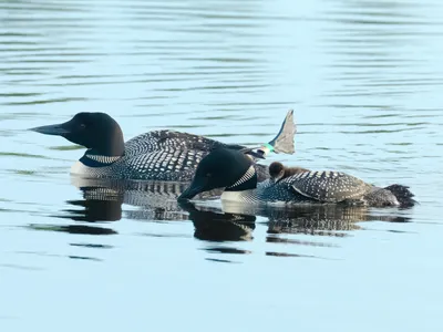 The world&#39;s oldest common loons, ABJ and Fe, in July 2020. The pair&#39;s 32nd and last hatched chick sits on Fe&#39;s back.