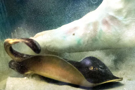 A fake foot helps researchers at California State University, Long Beach, determine how stingrays react when they come in contact with people.