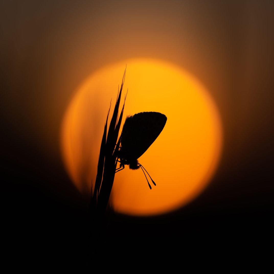 a small butterfly appears in profile and as a silhouette against the orange orb of the sun, gripping to some blades of grass and facing the ground