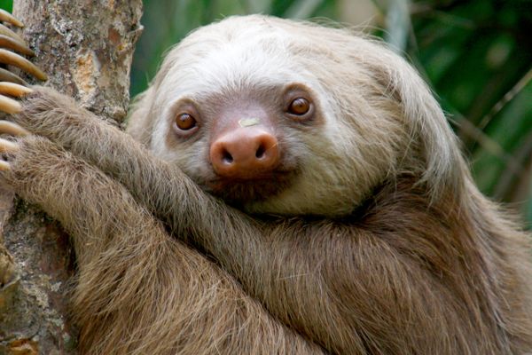 Two Toed Sloth thumbnail