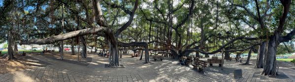 The magnificent banyan tree in Lahaina, Maui, before wildfire destroyed the town in 2023. thumbnail