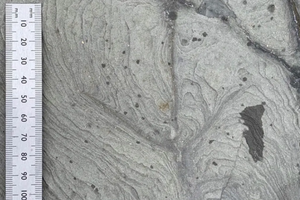 Fossilized Bird Footprint