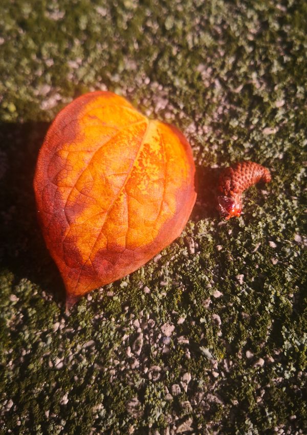 Silent Flame thumbnail