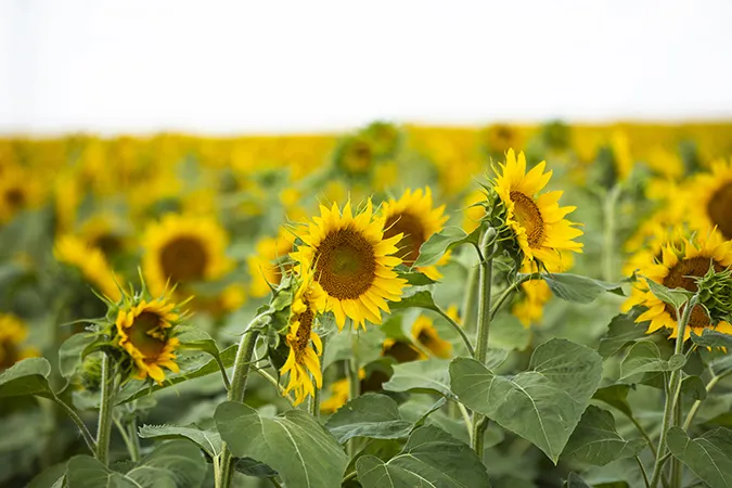 Bright yellow sunflowers in field