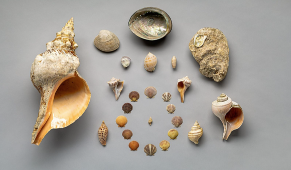 State shells pictured in a circular arrangement against a gray background.
