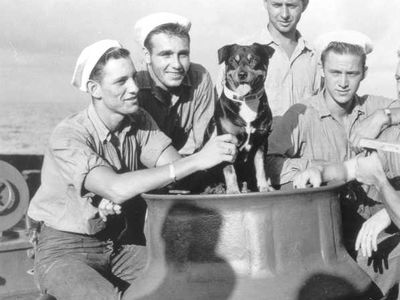 Sinbad the Coast Guard dog surrounded by sailors.