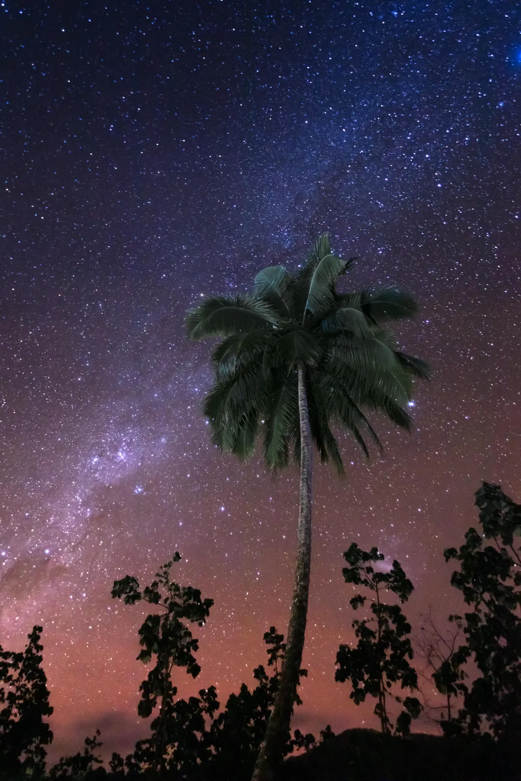 night sky and trees