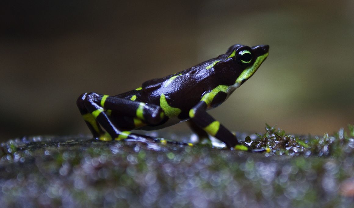 Smithsonian Tropical Research Institute Blog | Smithsonian Magazine