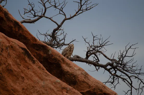 Great Horned Owl thumbnail