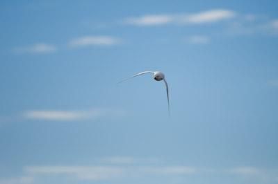 snow-petrel.jpg