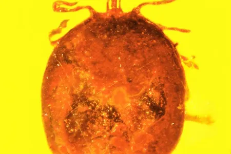 The tick discovered preserved in amber
