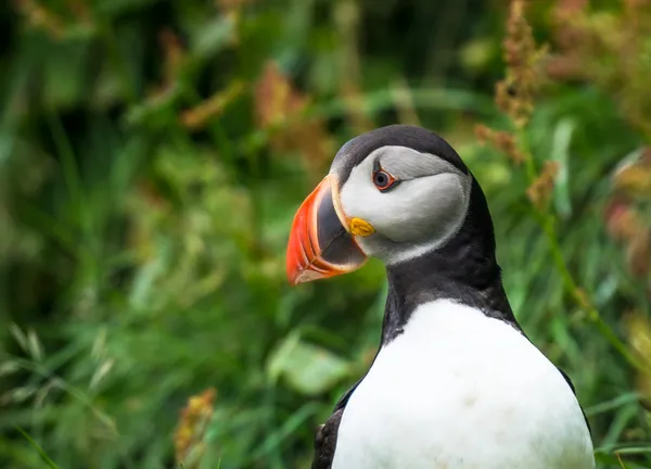 Portrait of a Puffin thumbnail