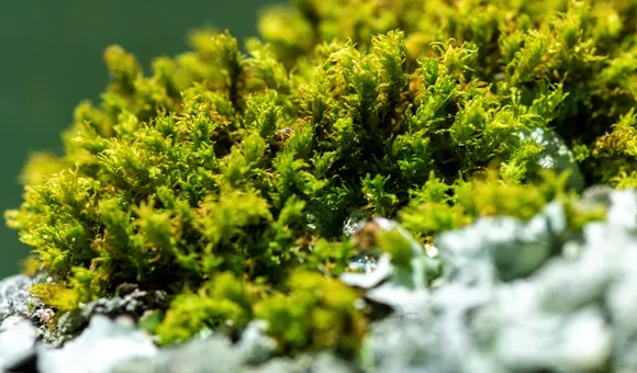 Bryophytes in the tropics are threatened due to lack of information and research. (Jorge Alemán, STRI)