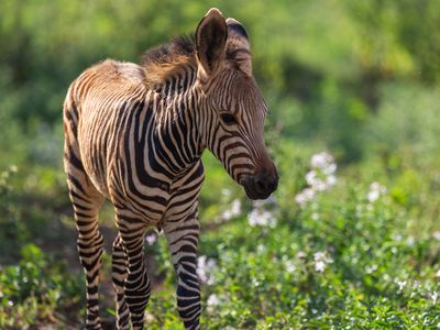This young Hartmann's mountain zebra colt, born in July 2020, was a first for the Smithsonian Conservation Biology Institute.