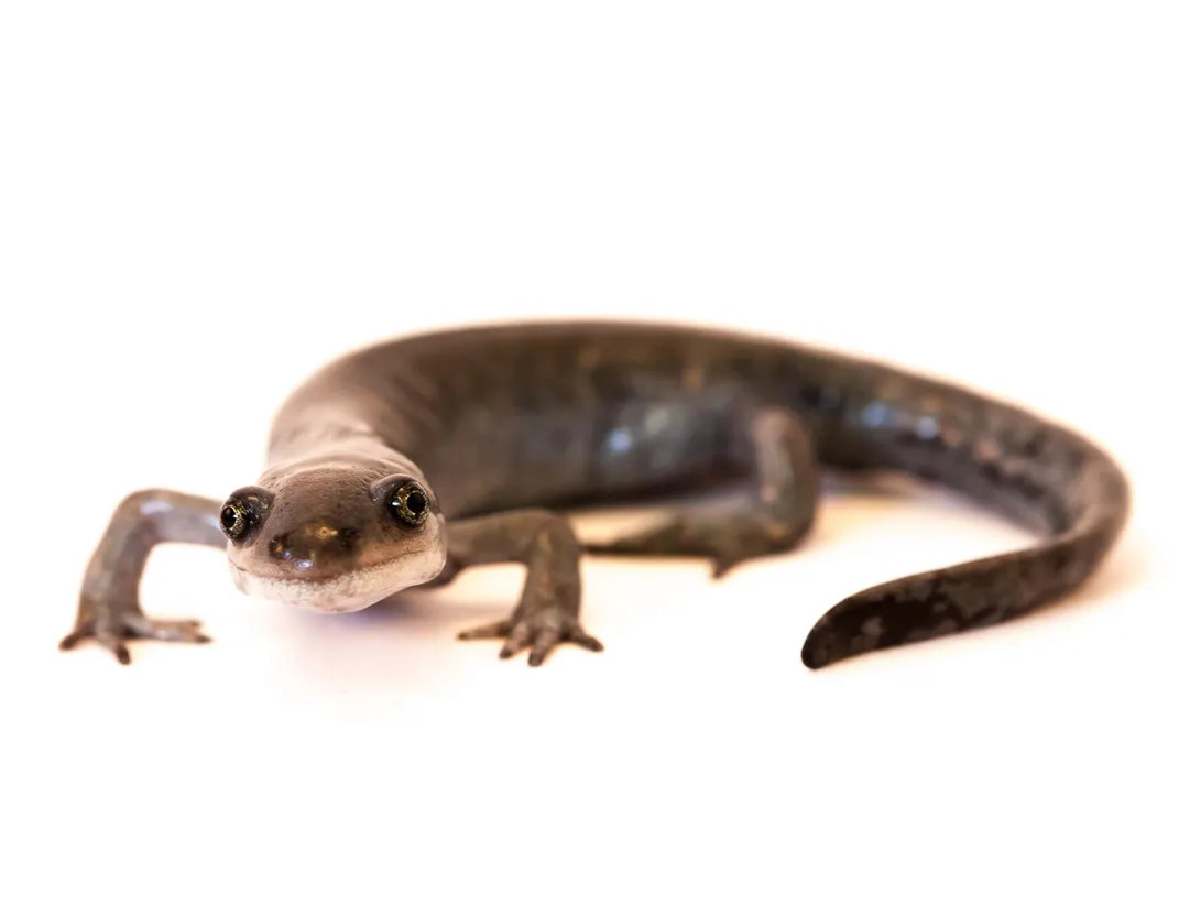 When Is Sex Worth Going the Distance? When You’re a Salamander, Apparently