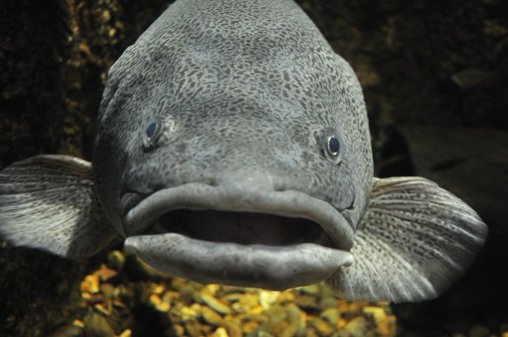 Cod