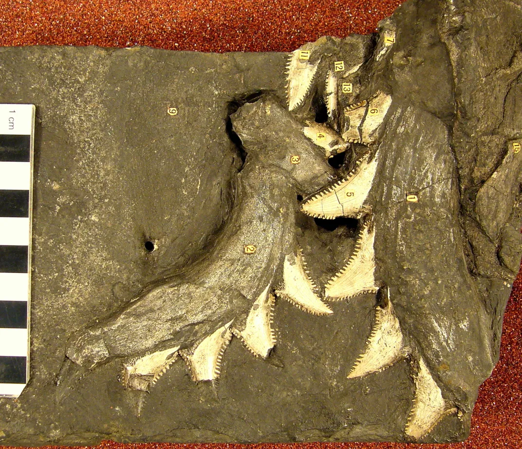 stethacanthus fossil