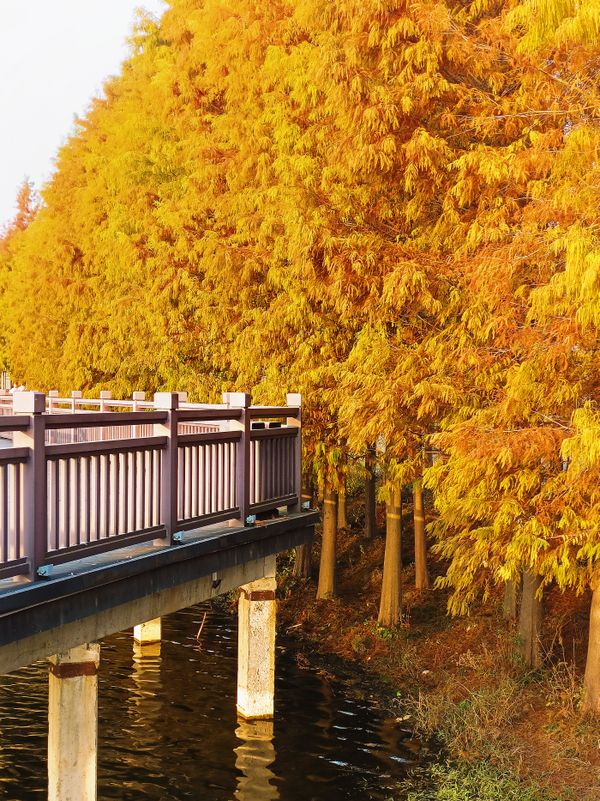 Autumn of Hometown: The Golden Bald Cypress thumbnail