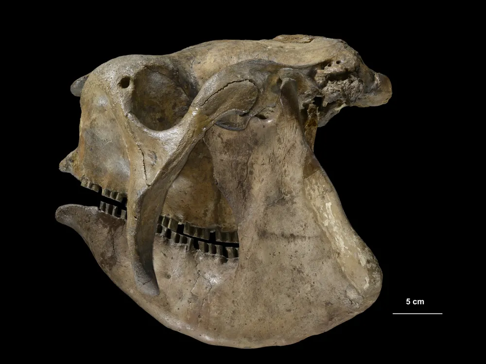 Skull of a Glyptodon 