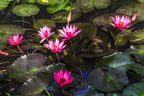 Lotus Flowers in the Mekong thumbnail