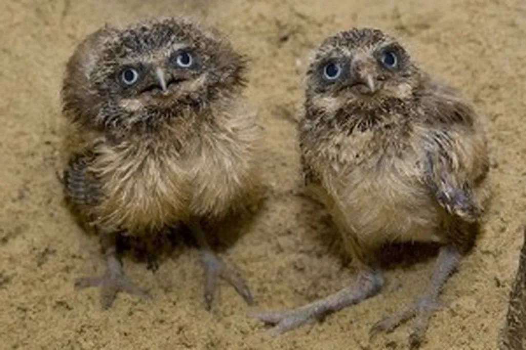 burrowningowls-300x215.jpg