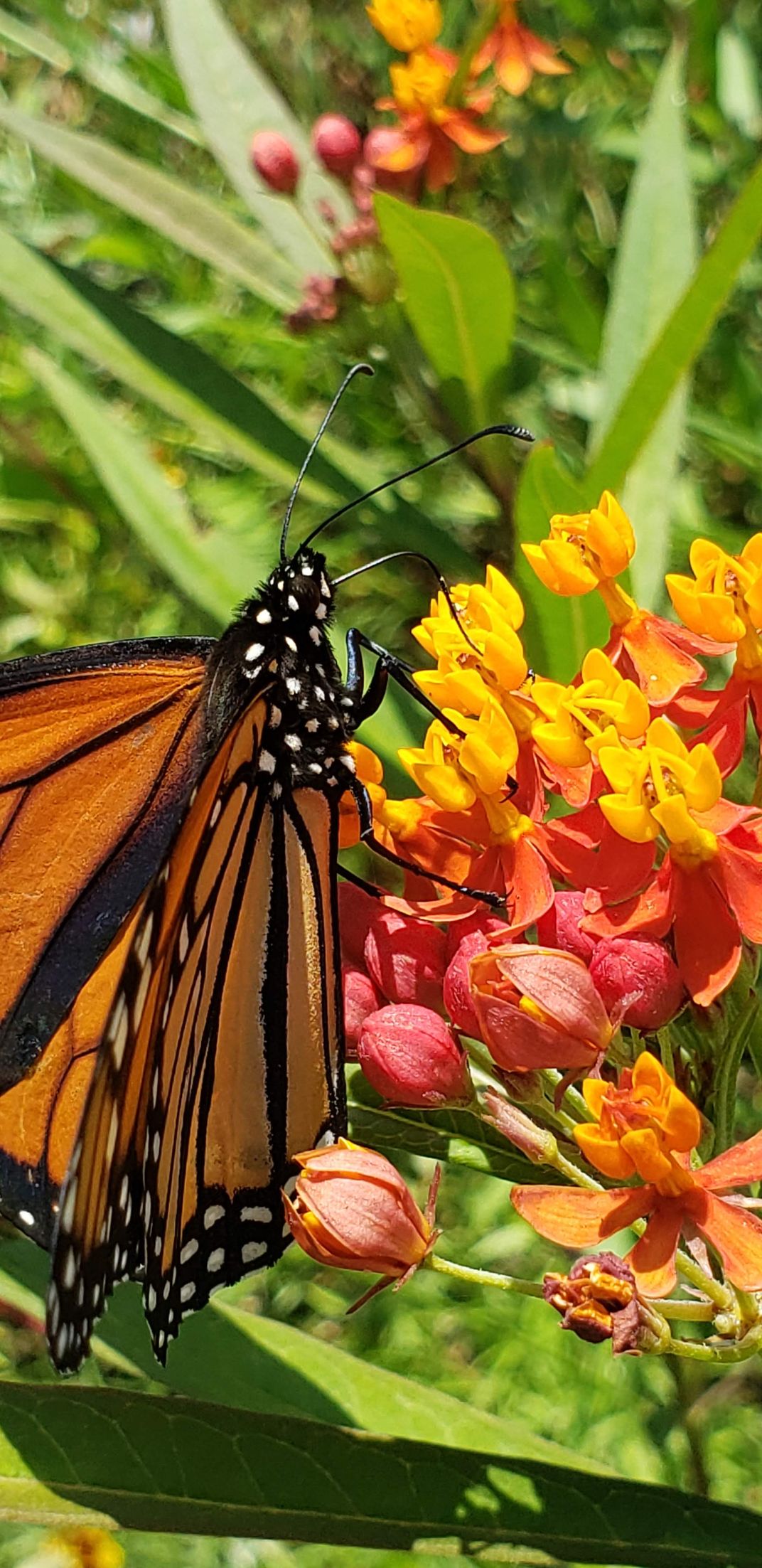 Monarch Butterfly on Butterfly Weeds | Smithsonian Photo Contest ...