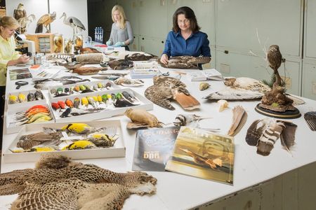 The Smithsonian’s Division of Birds provided about 40% of the tissue samples for the new bird genomes in a landmark study. (James Di Loreto, Smithsonian)