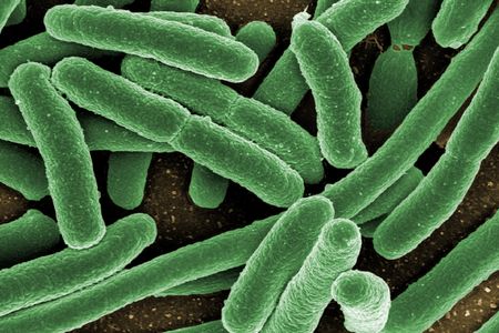 A scanning electron micrograph of Escherichia coli, one of the most common species of gut bacteria.