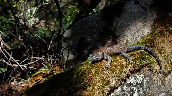 Yarrow's Spiny Lizard thumbnail
