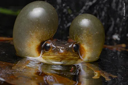 A Surinam golden-eyed tree frog calls for a mate, puffing out its cheeks.