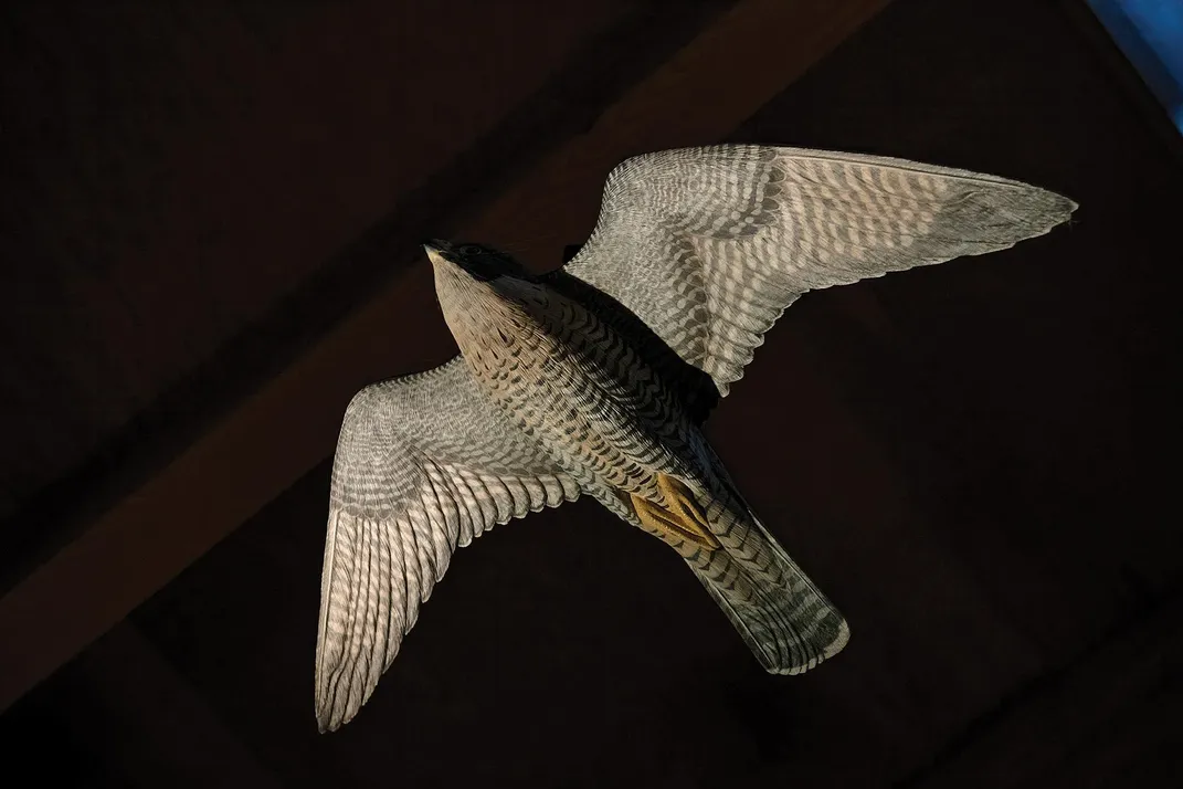 A wooden peregrine falcon