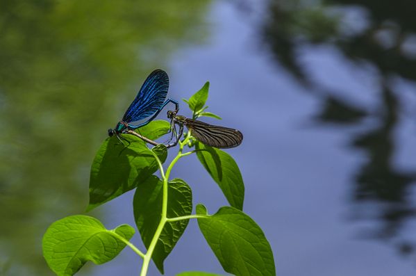 Dragonflies thumbnail
