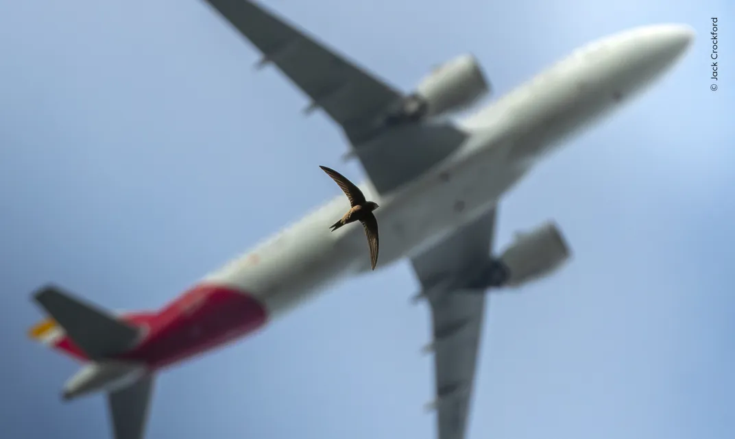 a bird flies beneath an airplane; captured from below, they look to take the same shape