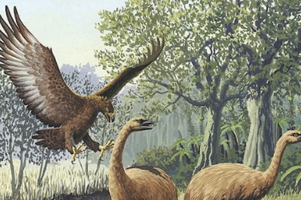 Giant-man-eating-bird-470.jpg
