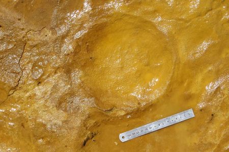 Scientists first spotted the tracks, including this one from a calf, after storms in 2020 swept away several feet of sand in Spain.