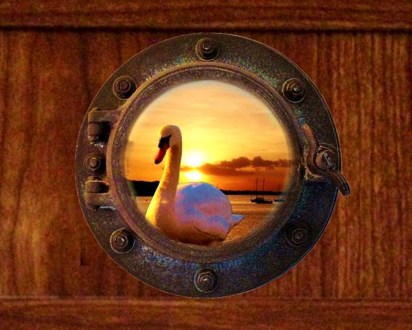 Male swan residing in Port Jefferson harbor. thumbnail